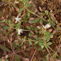 Leucaena leucocephala (Lam.) de Wit